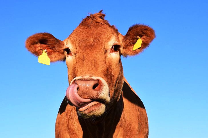 Dengan kombinasi dedak dapat mempercepat pertumbuhan Sapi