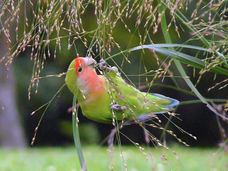 burung cinta kasih