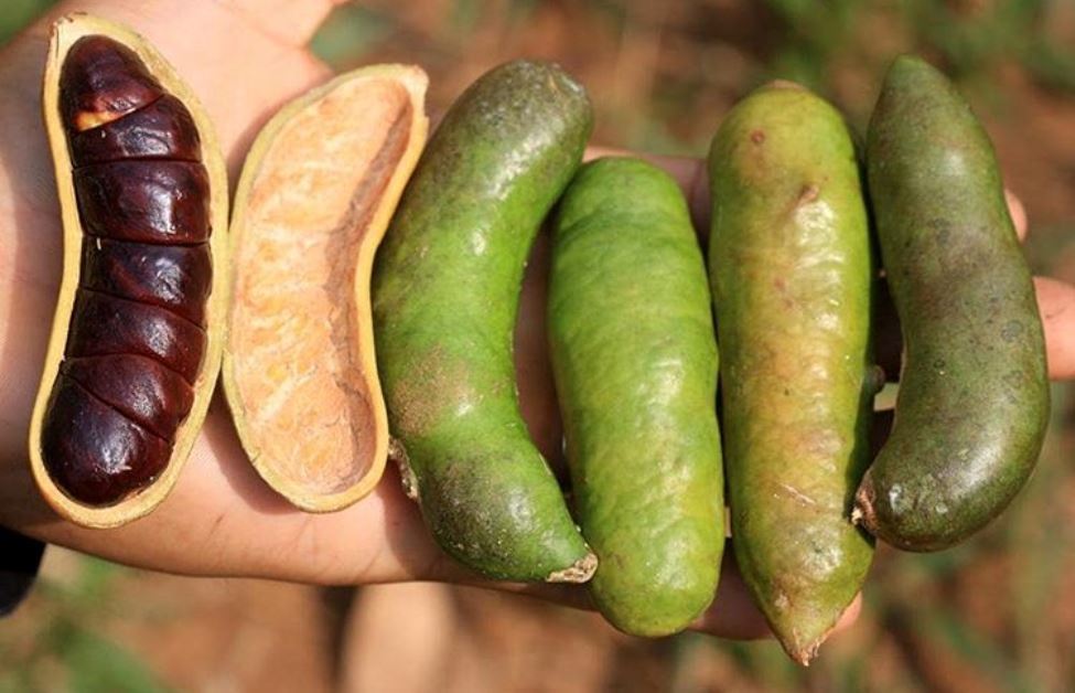 Manfaat Kabau, Poto:Pintaram.com