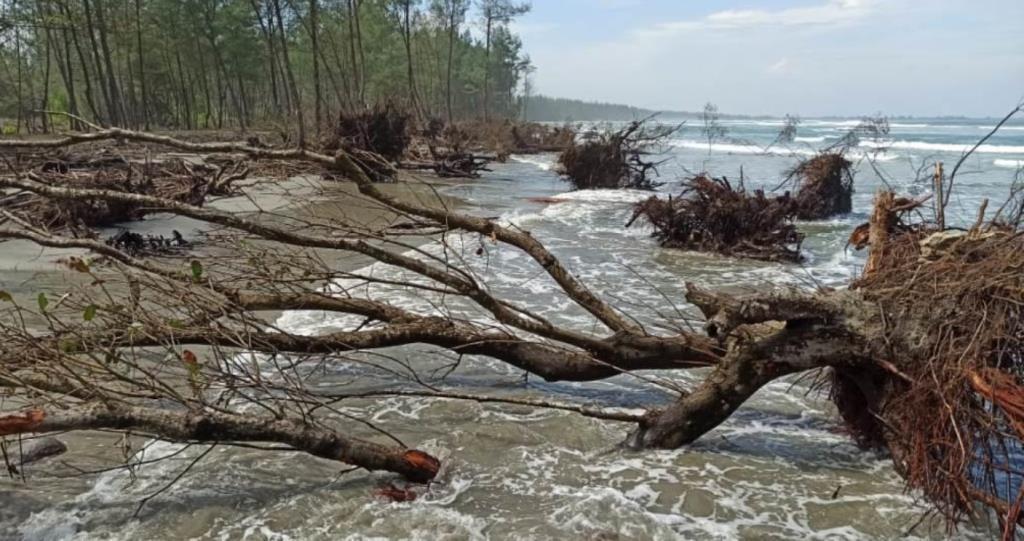 BWSS VII Bengkulu Bantah Aktifitas Proyek Mereka Merusak TWA Pantai Panjang