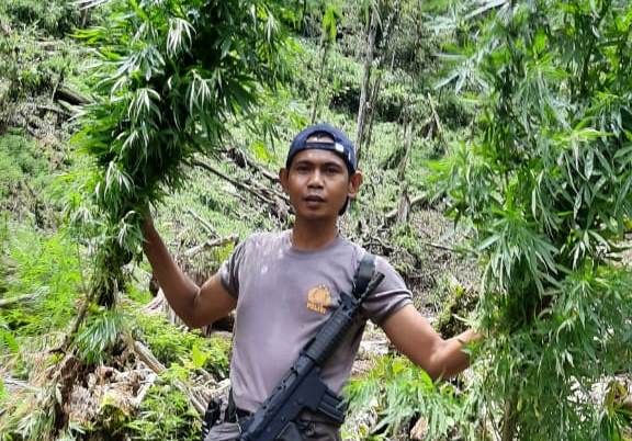 Polsek Kota Padang Kantongi Identitas Pemilik Ladang Ganja