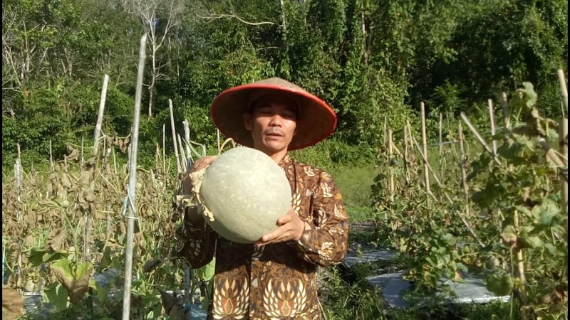Seorang petani sedang menunjukan hasil panen melon seberat 4,5 kilogram, Foto: Dok