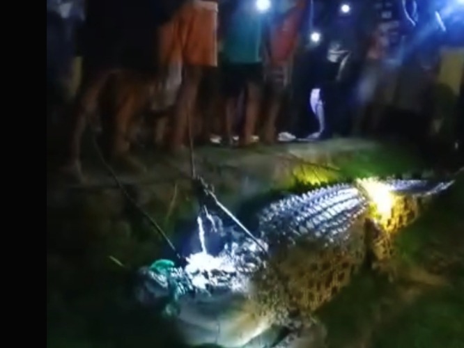 Predator Sungai Selagan Berhasil Ditangkap Pawang