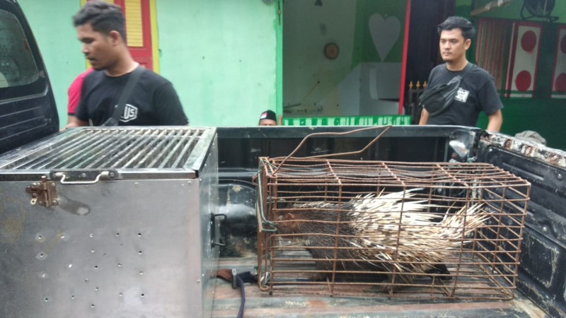 Petugas patroli jajaranPolres Mukomuko saat mengamankan hewan landak dari seorang warga Desa Bumi Mulya Kecamatan Penarik, Foto: Dok
