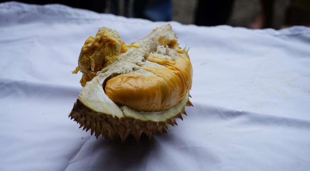 71 Varietas Durian Ikut Bersaing dalam Festival Durian Bengkulu